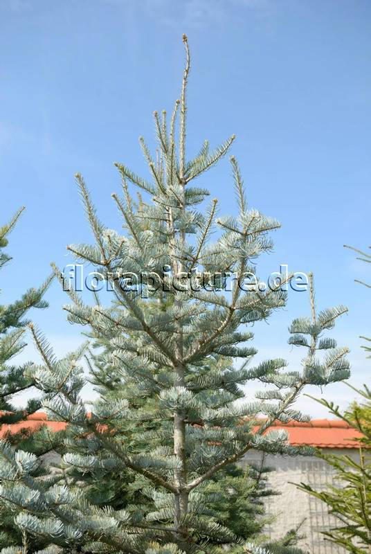 Abies concolor 'Argentea' Foto 20141715.jpg florapicture.de